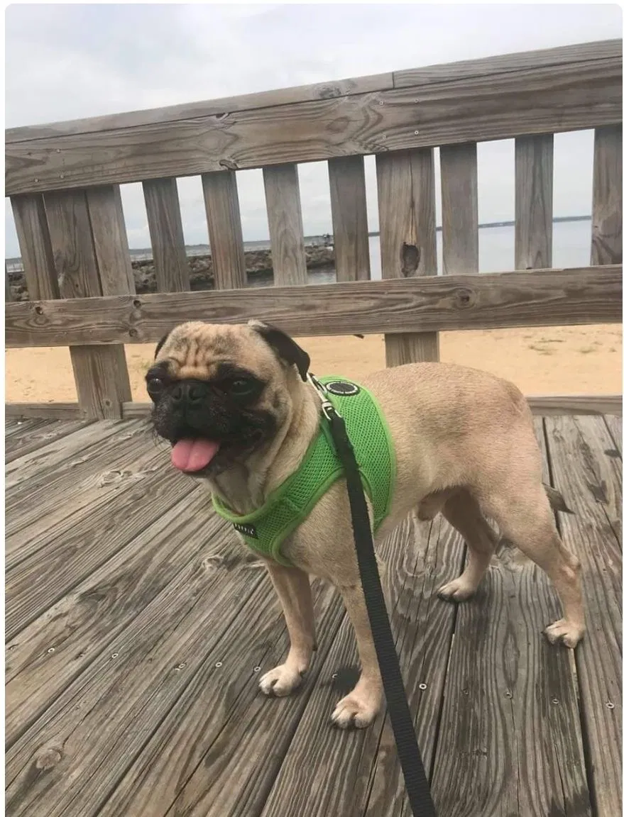 Lost dog in South Amboy, NJ, 8879