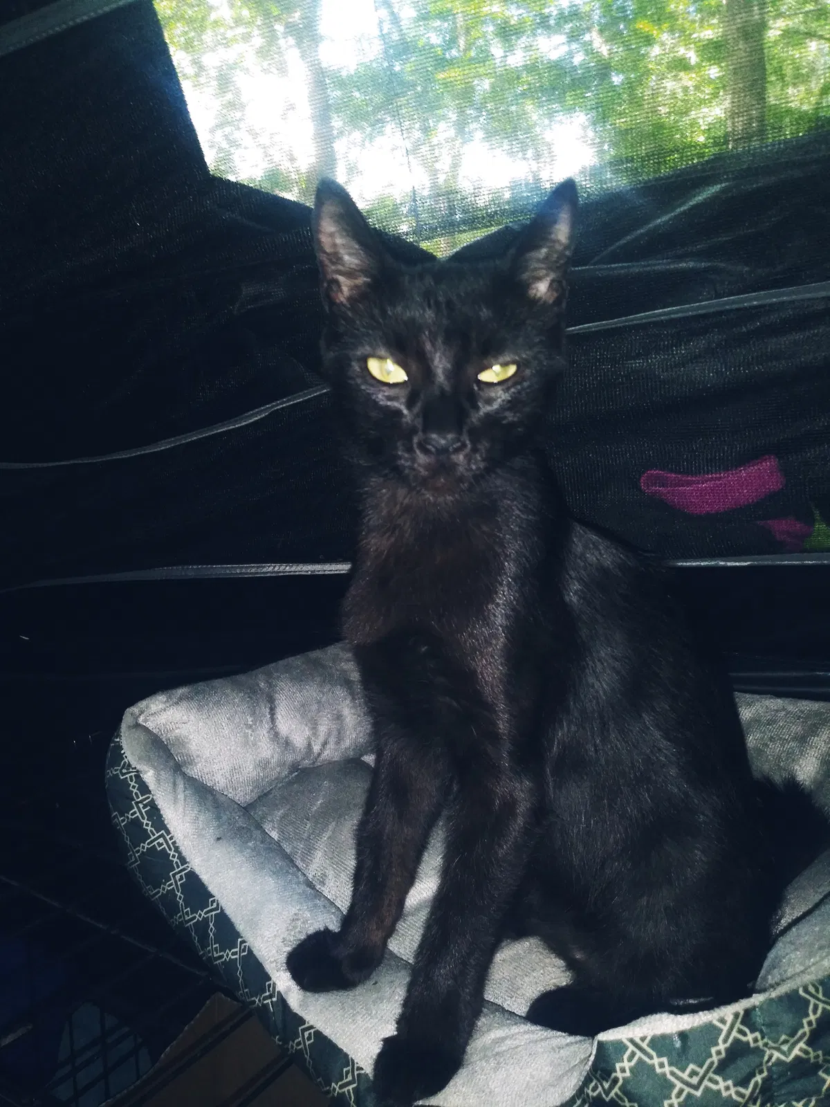 Lost cat in Williamston, SC, 29697