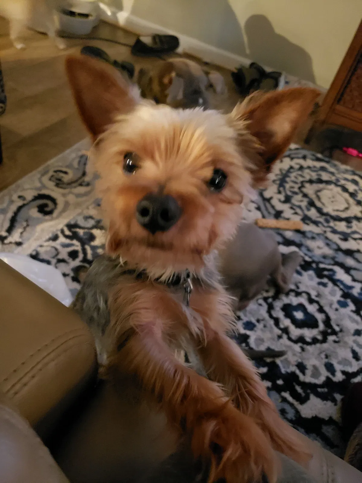 Lost dog in Fayetteville, NC, 28301