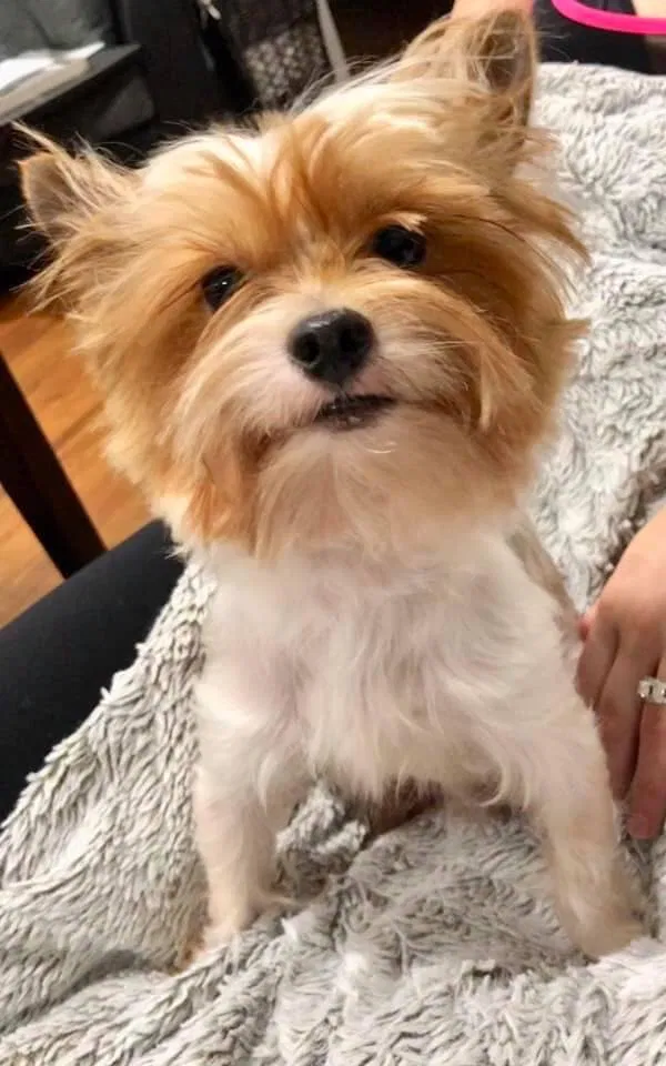 Lost dog in Wichita, KS, 67206