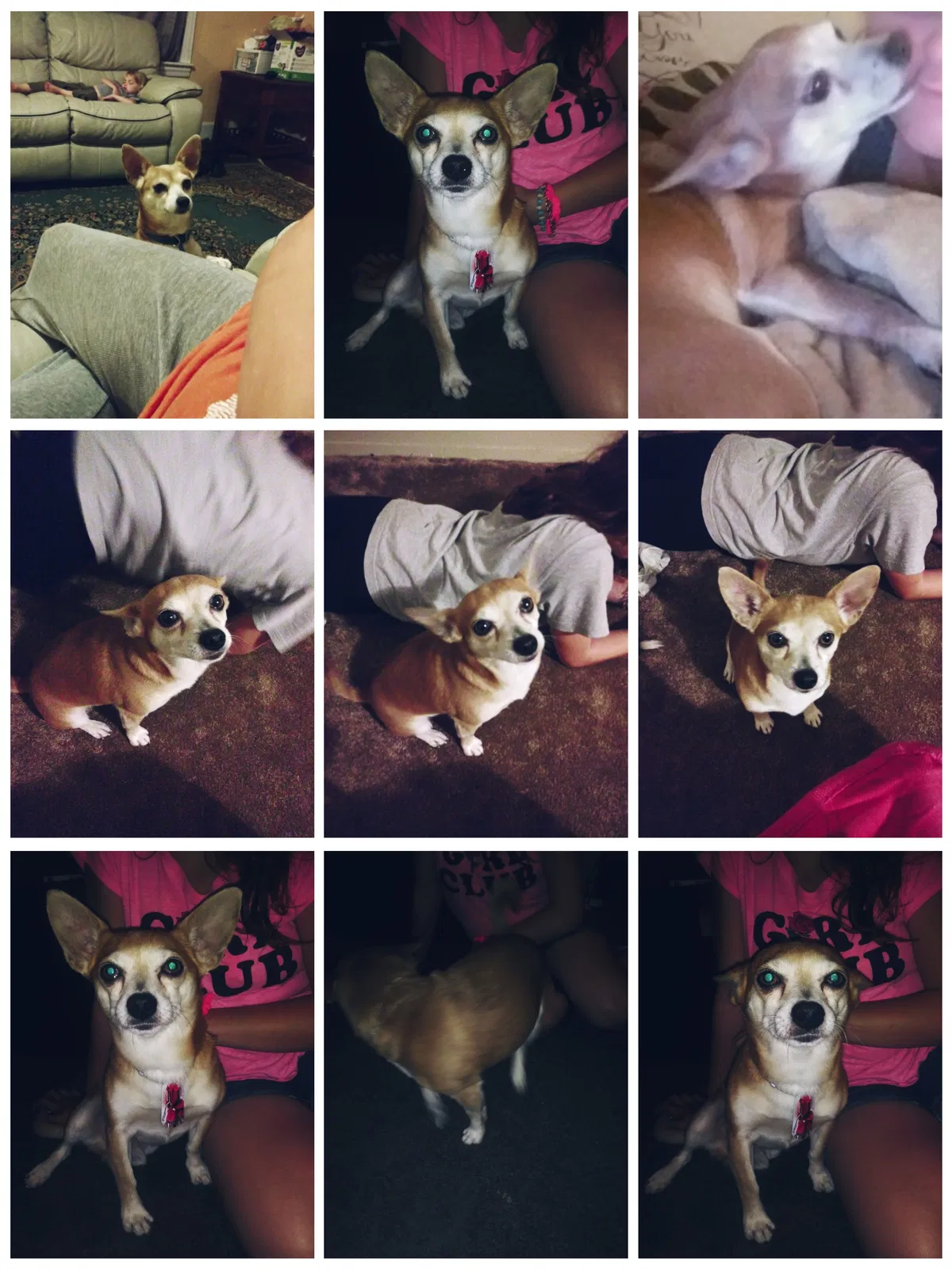 Lost dog in Belton, SC, 29627