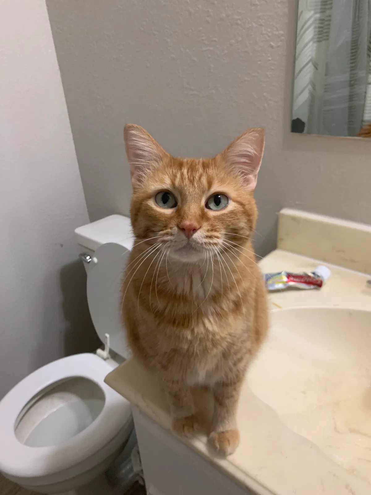Lost cat in Independence, MO, 64055