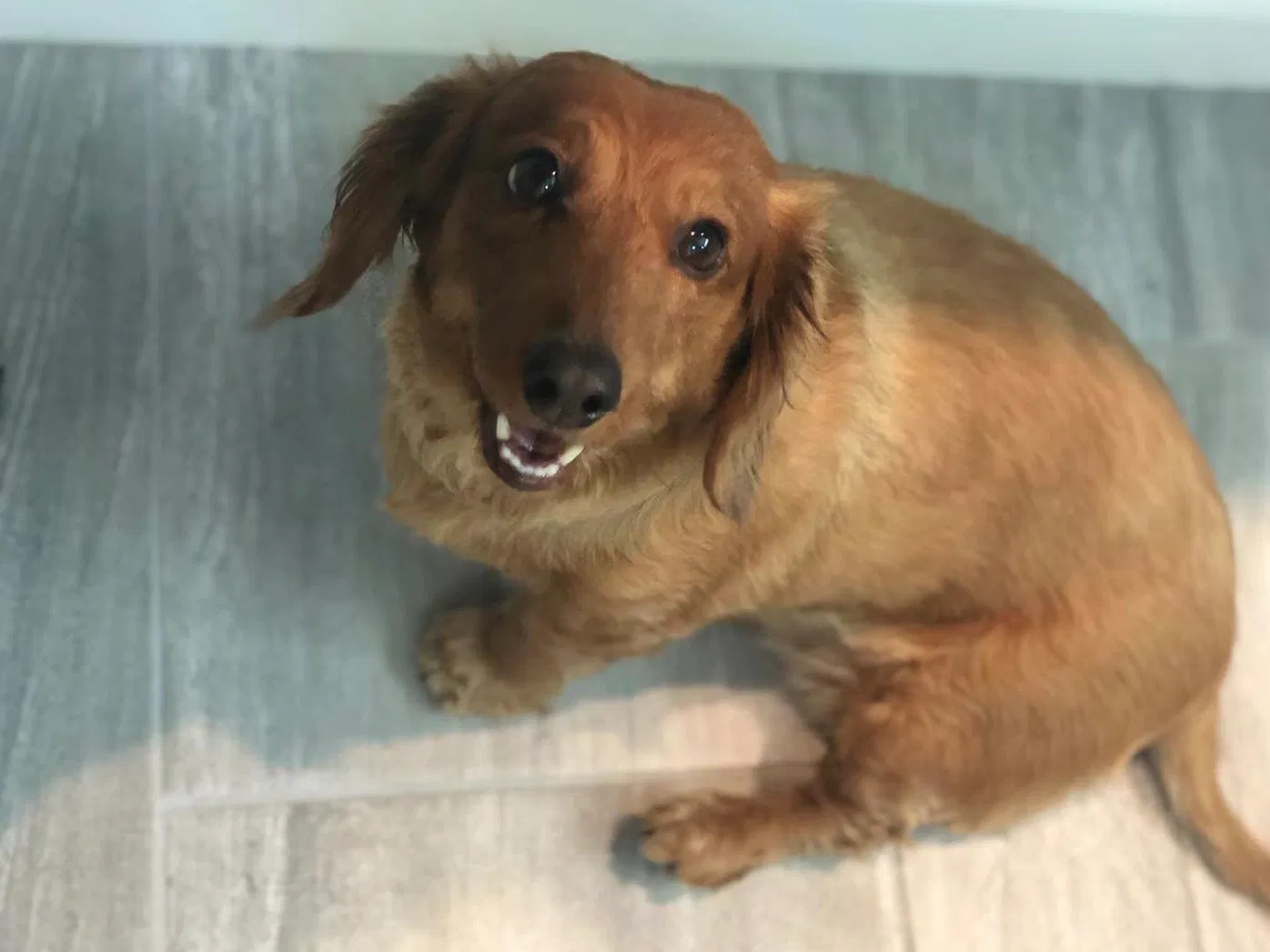 Lost dog in Tucson, AZ, 85710