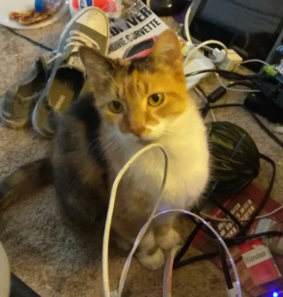 Lost cat in Indianapolis, IN, 46227