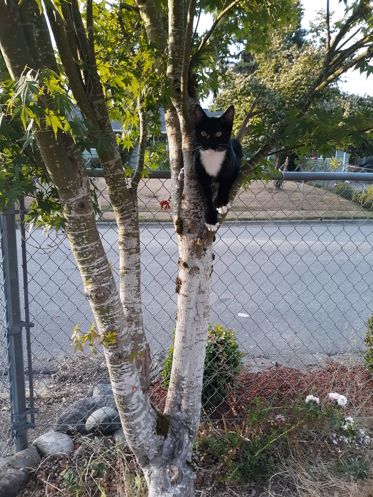 Lost cat in Renton, WA, 98059