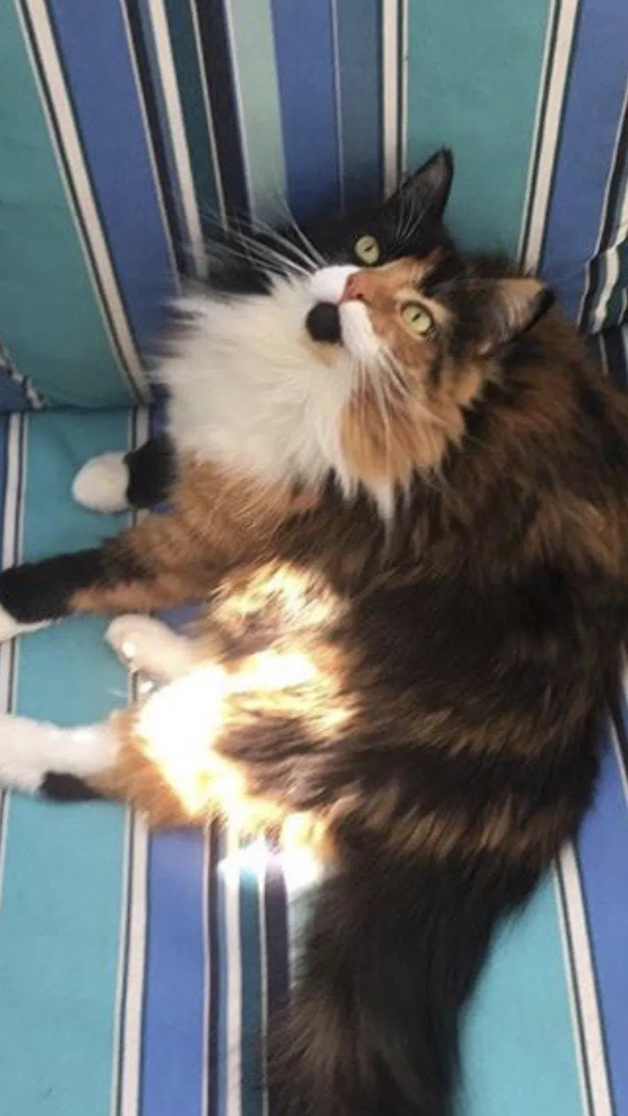 Lost cat in Salem, OR, 97302