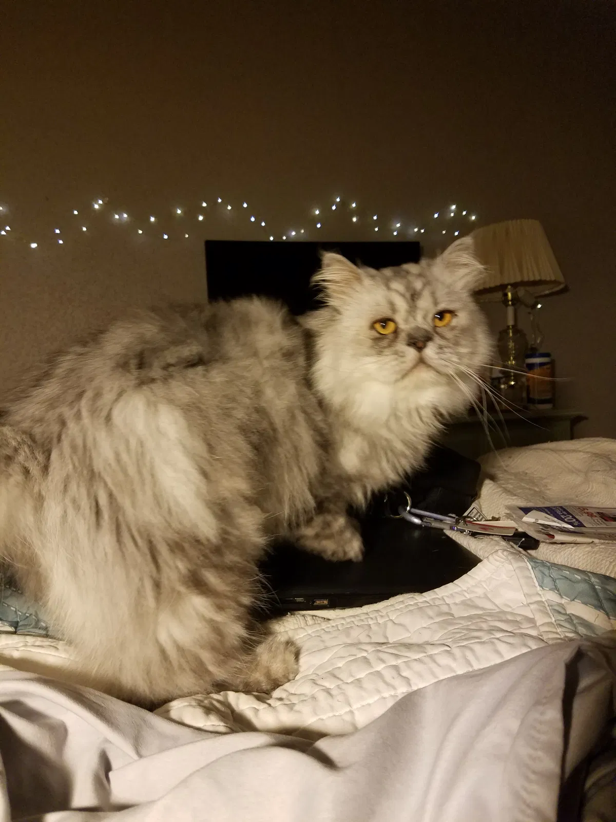 Lost cat in Shreveport, LA, 71105