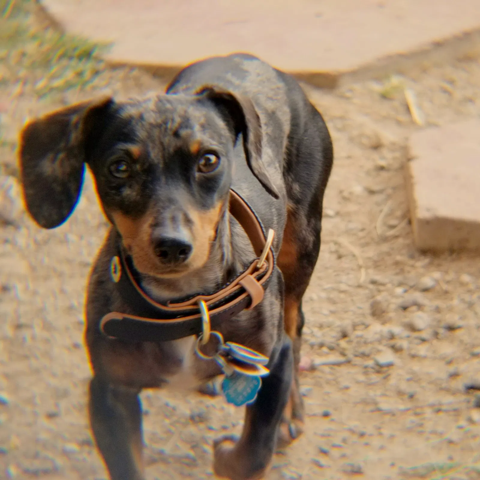 Lost dog in North Las Vegas, NV, 89032