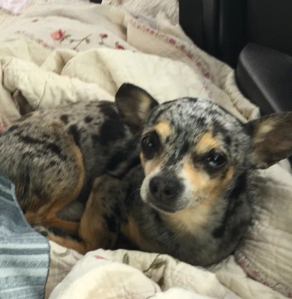 Lost dog in Oceano, CA, 93445