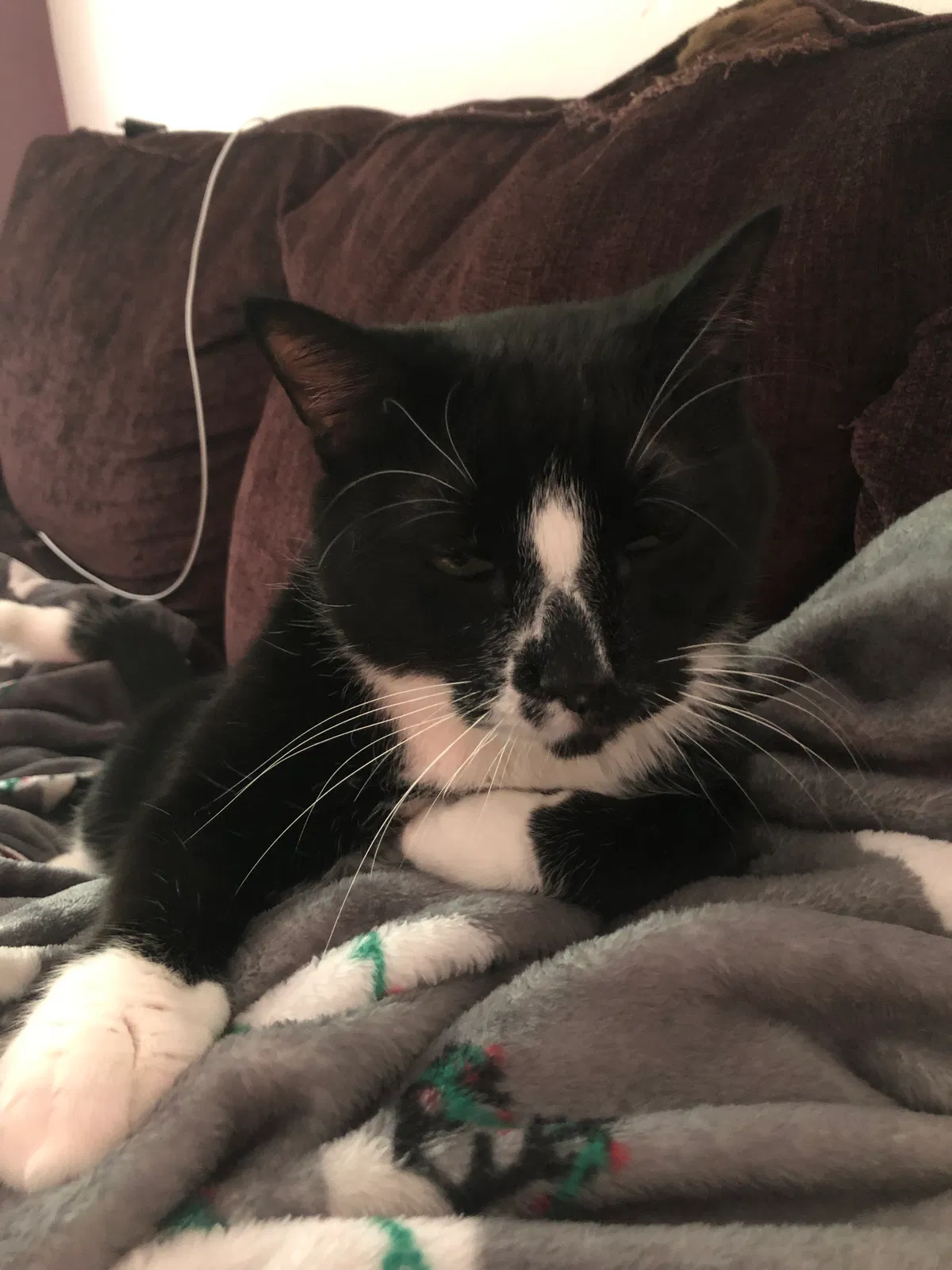 Lost cat in High Point, NC, 27265