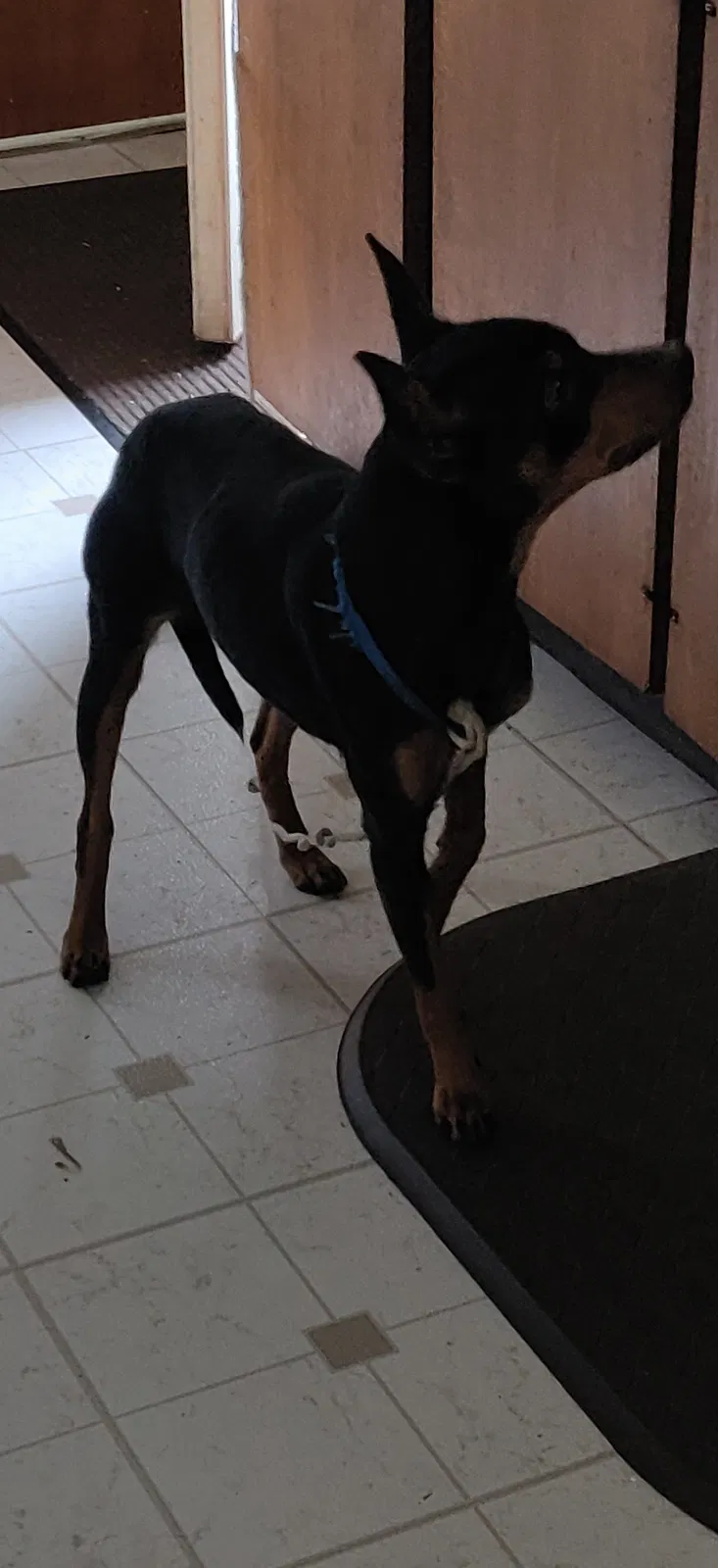 Found dog in Oshkosh, WI, 54901