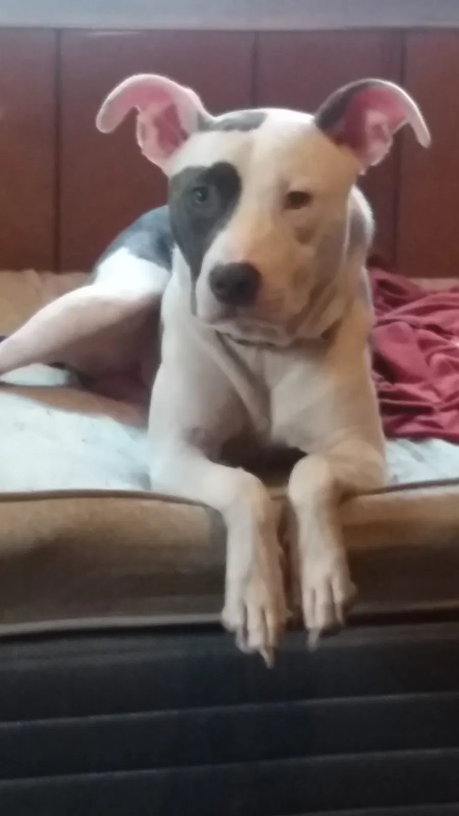 Lost dog in Lincolnton, NC, 28092