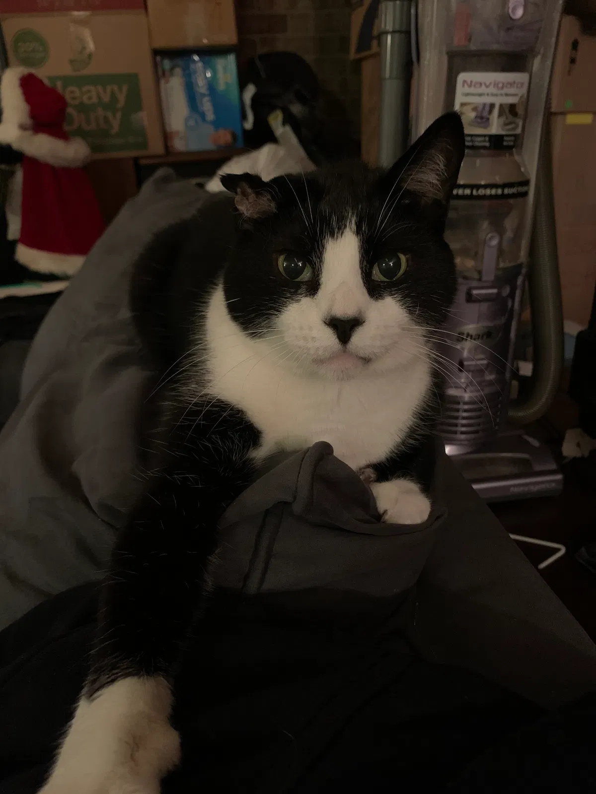 Lost cat in Centreville, VA, 20120