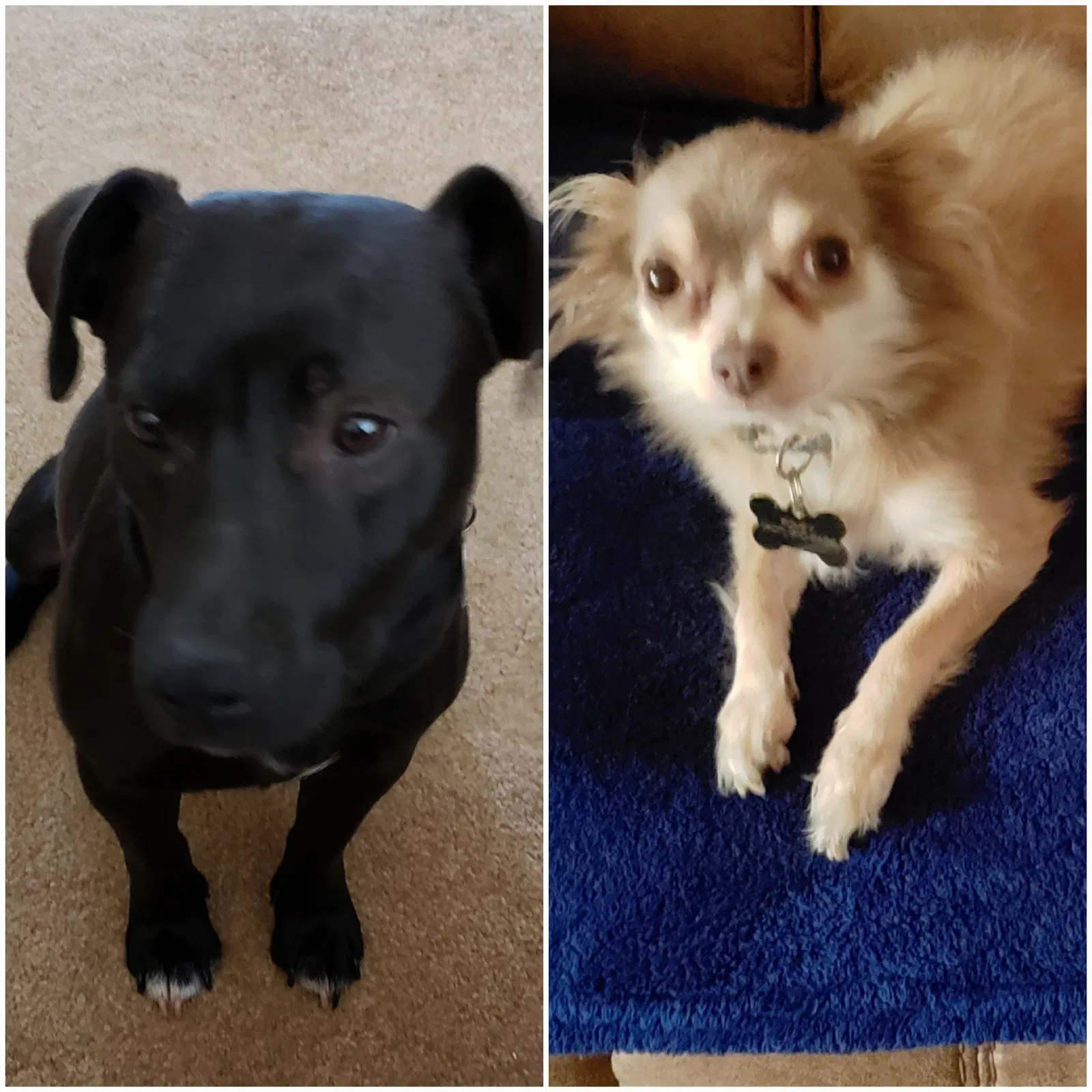 Lost dog in Elba, AL, 36323