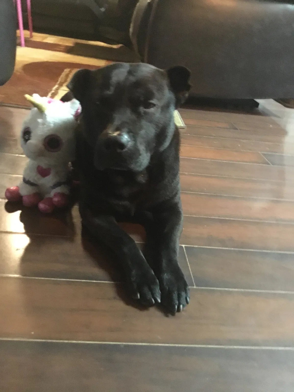 Lost dog in Pensacola, FL, 32506