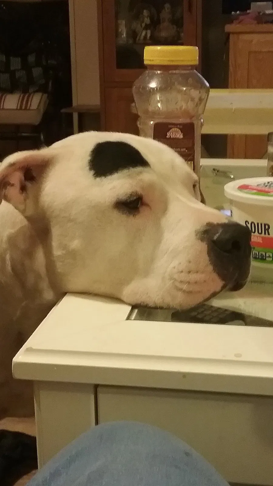 Lost dog in Seaside, OR, 97138