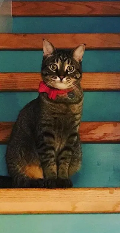 Lost cat in White Lake, MI, 48386
