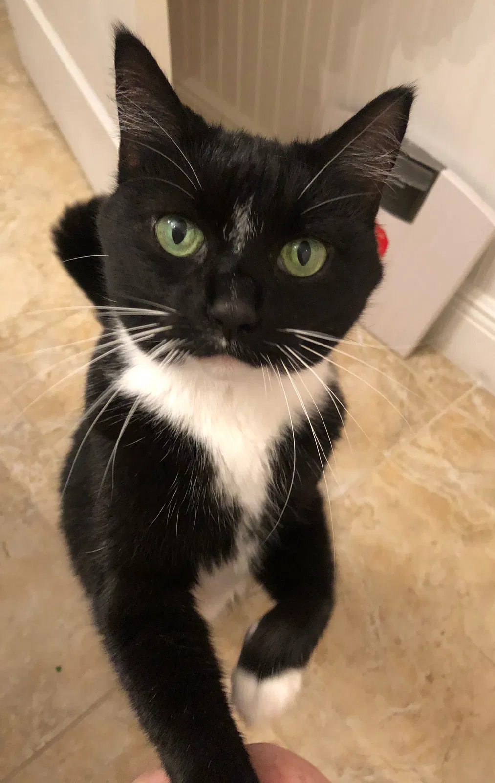Lost cat in The Villages, FL, 32163