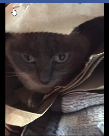Lost cat in Mount Vernon, WA, 98274