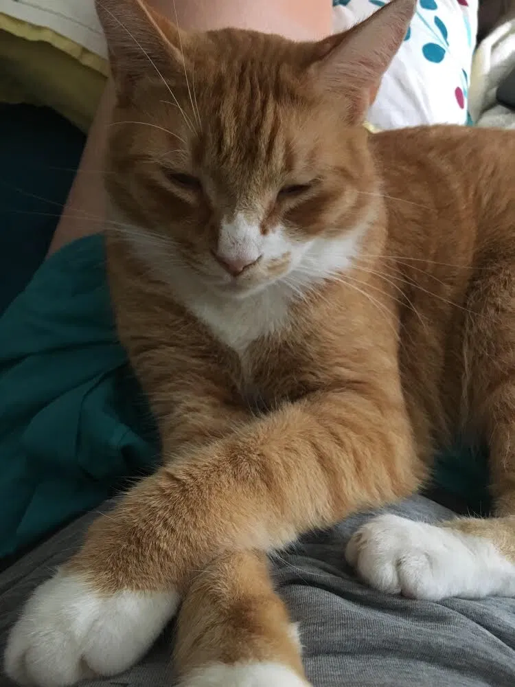 Lost cat in Altamont, NY, 12009