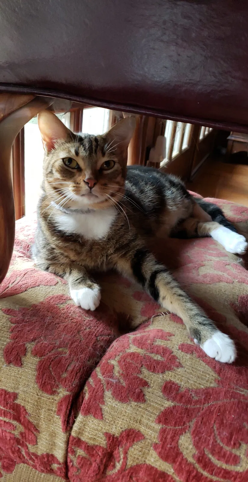 Lost cat in Cypress, TX, 77429