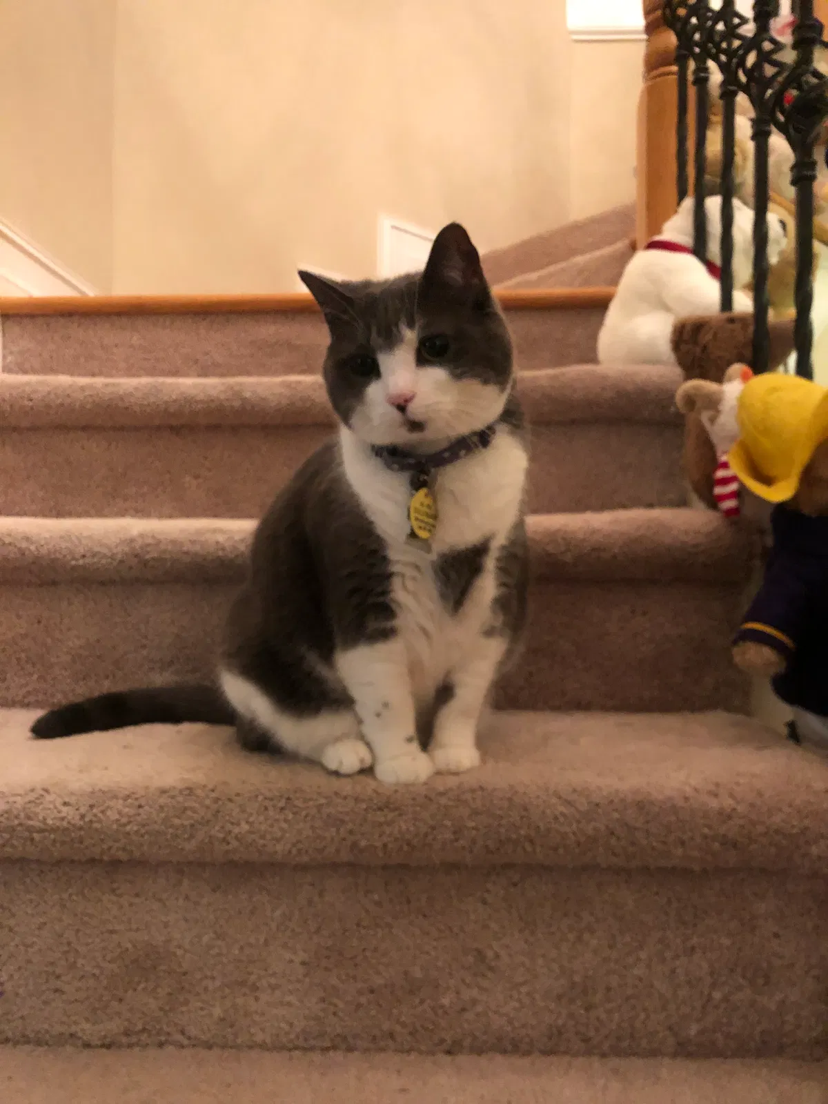 Lost cat in Marietta, GA, 30062
