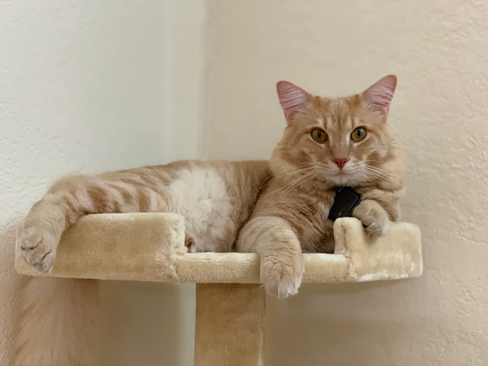 Lost cat in Wylie, TX, 75098