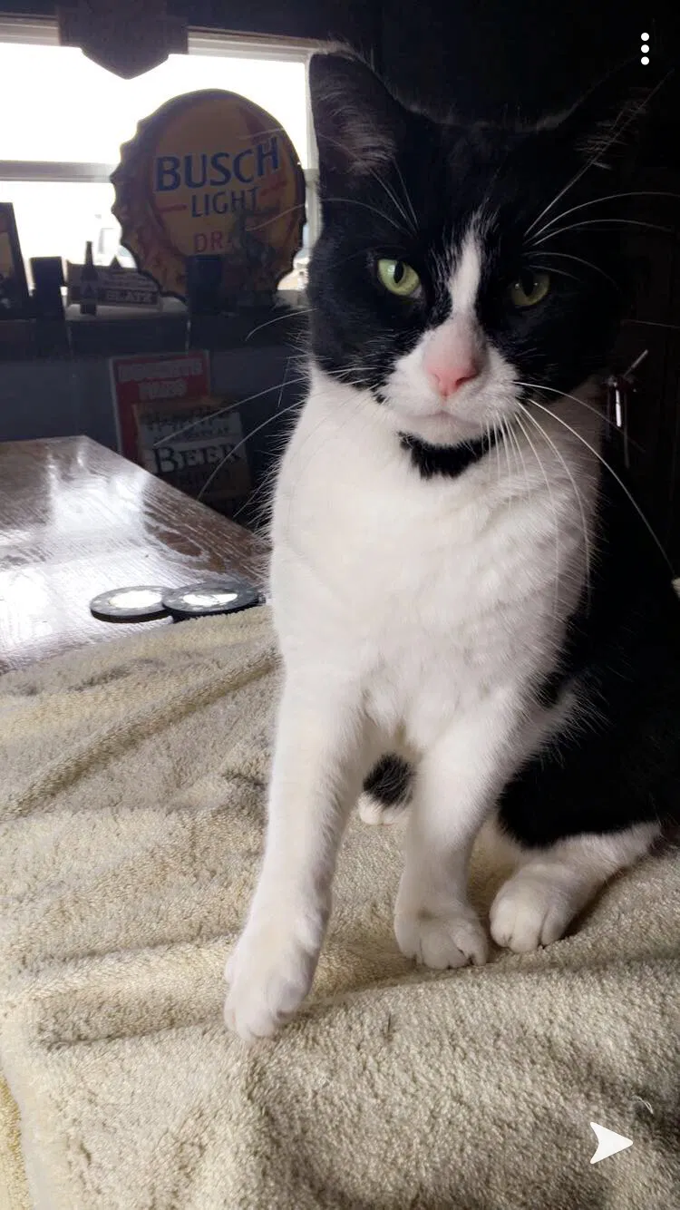 Lost cat in Jasper, MI, 49248