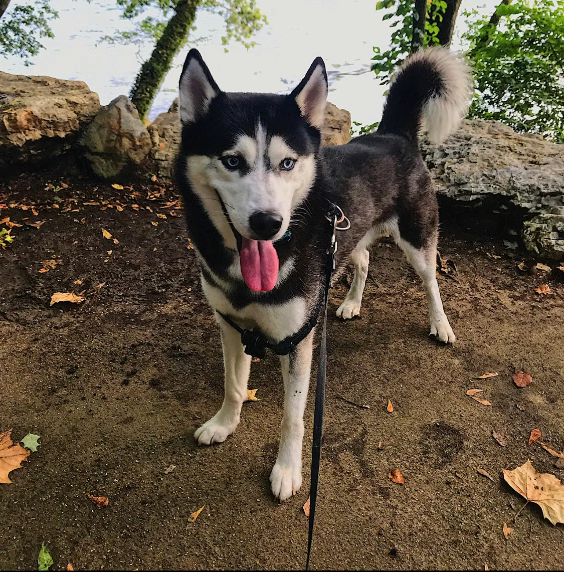 Lost dog in Malvern, AR, 72104