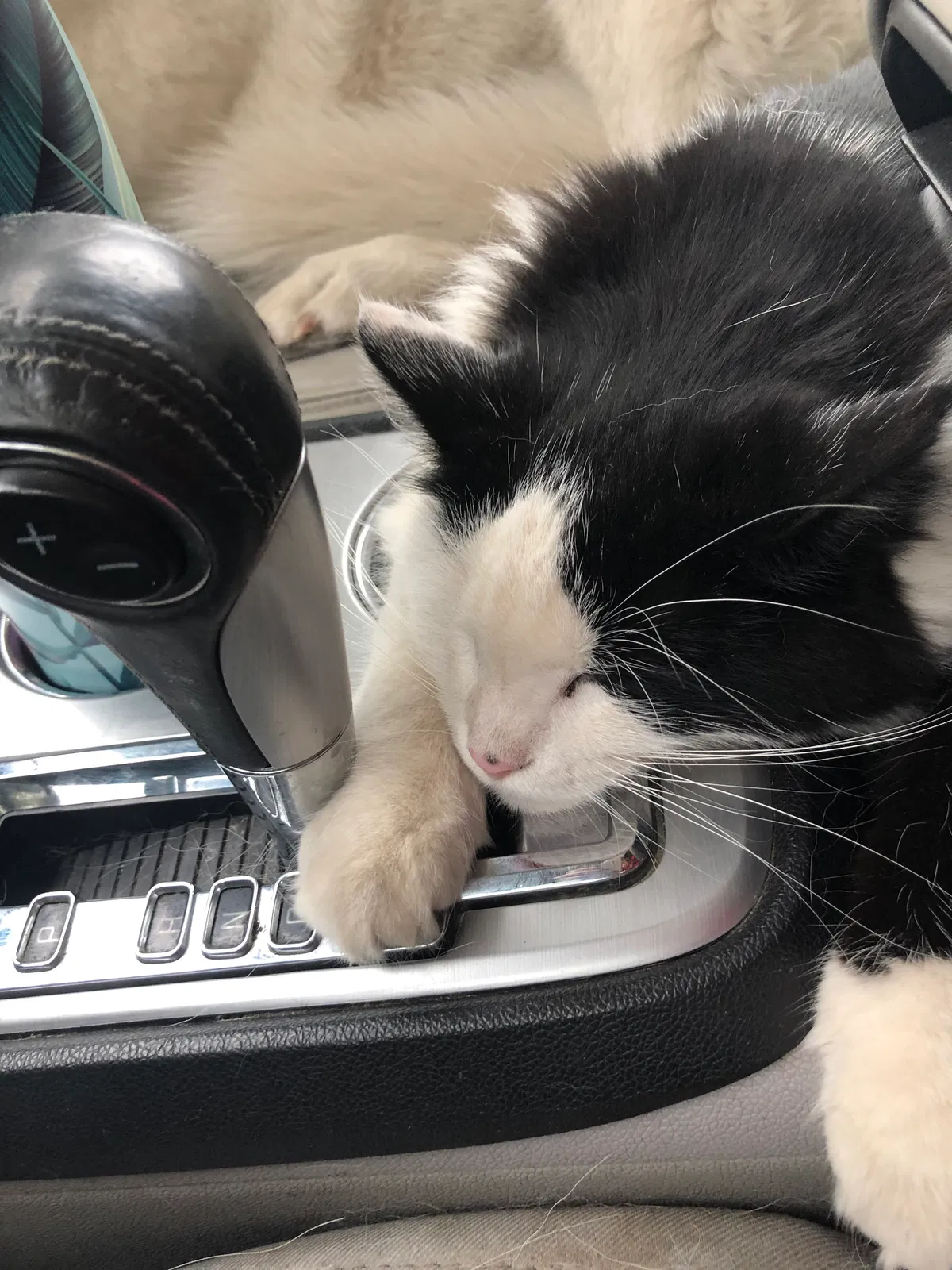 Lost cat in Grove City, OH, 43123