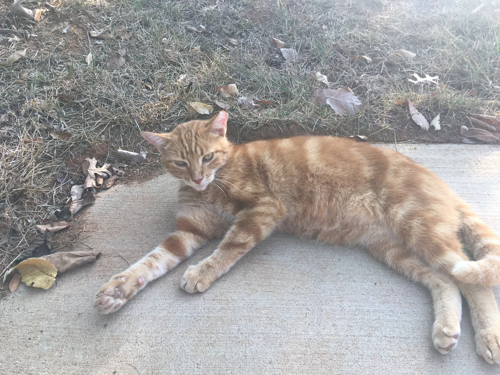 Lost cat in Columbia, TN, 38401