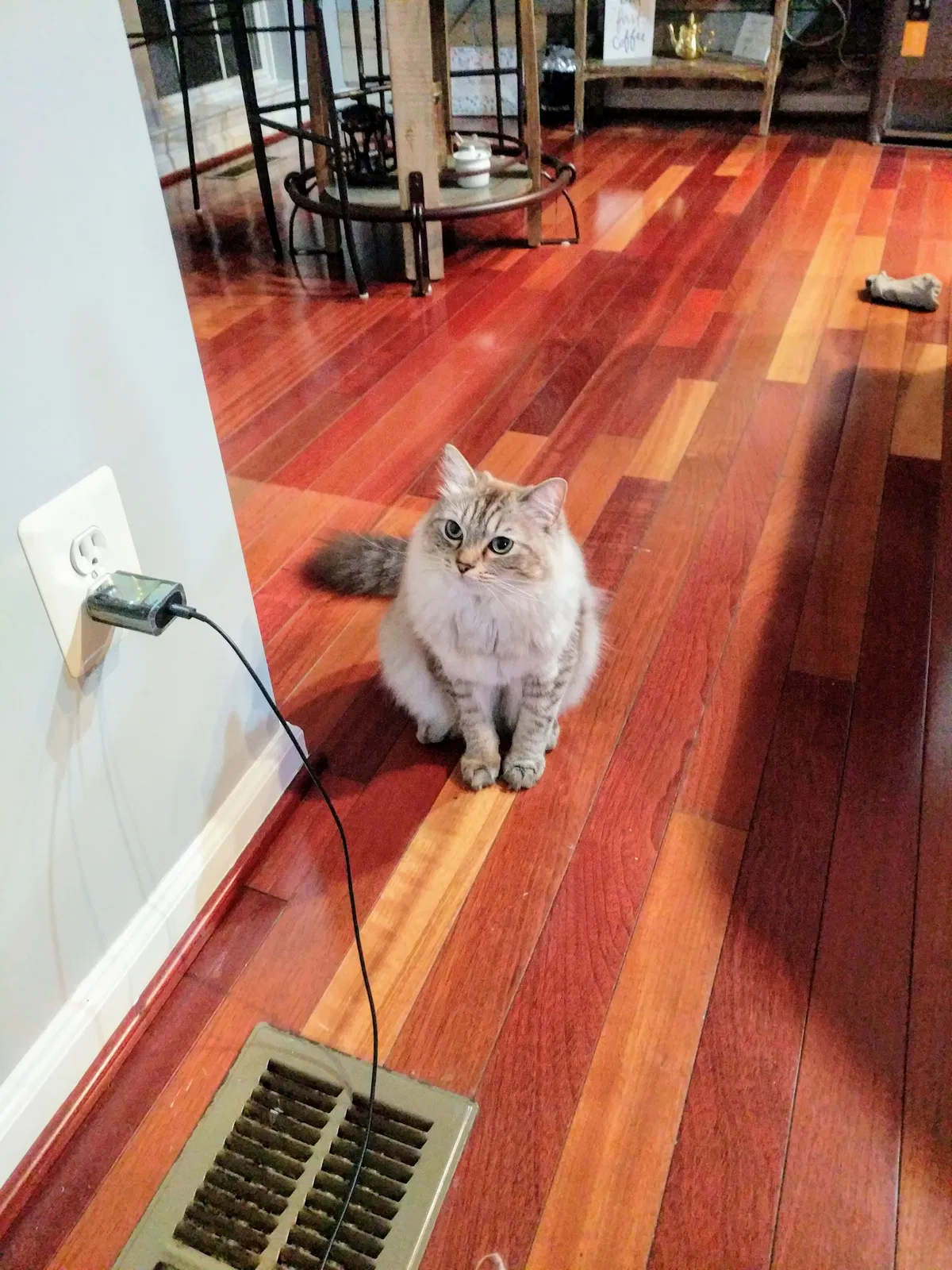 Lost cat in Woodbridge, VA, 22191