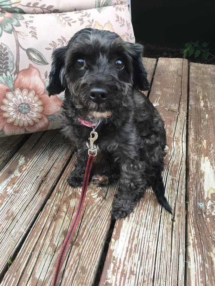 Lost dog in North Olmsted, OH, 44070