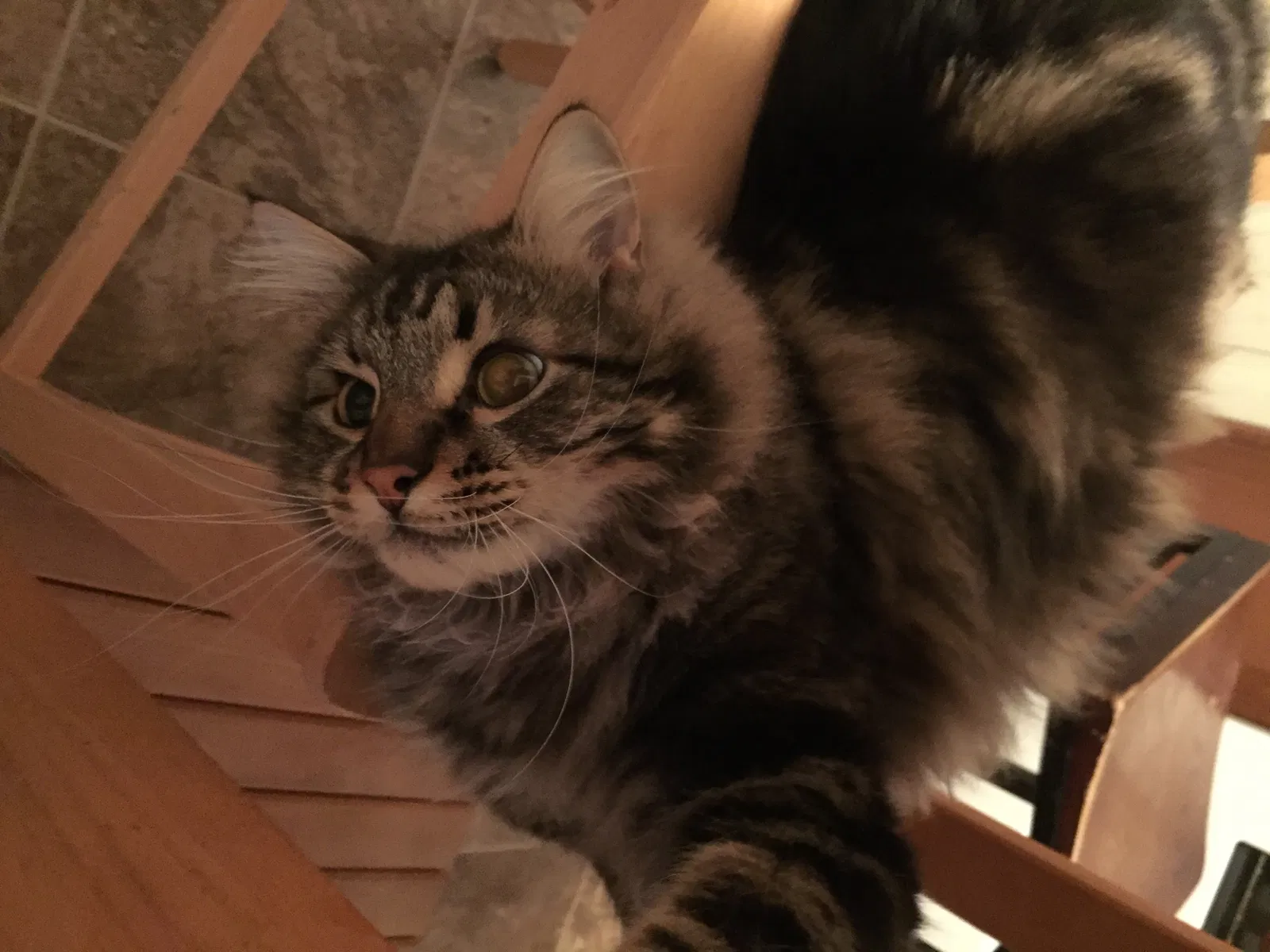 Lost cat in Roy, UT, 84067