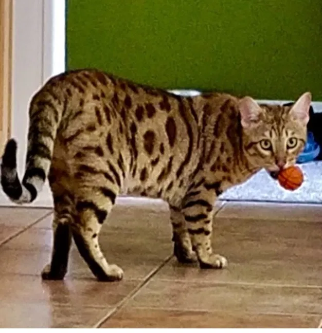 Lost cat in Columbus, OH, 43205