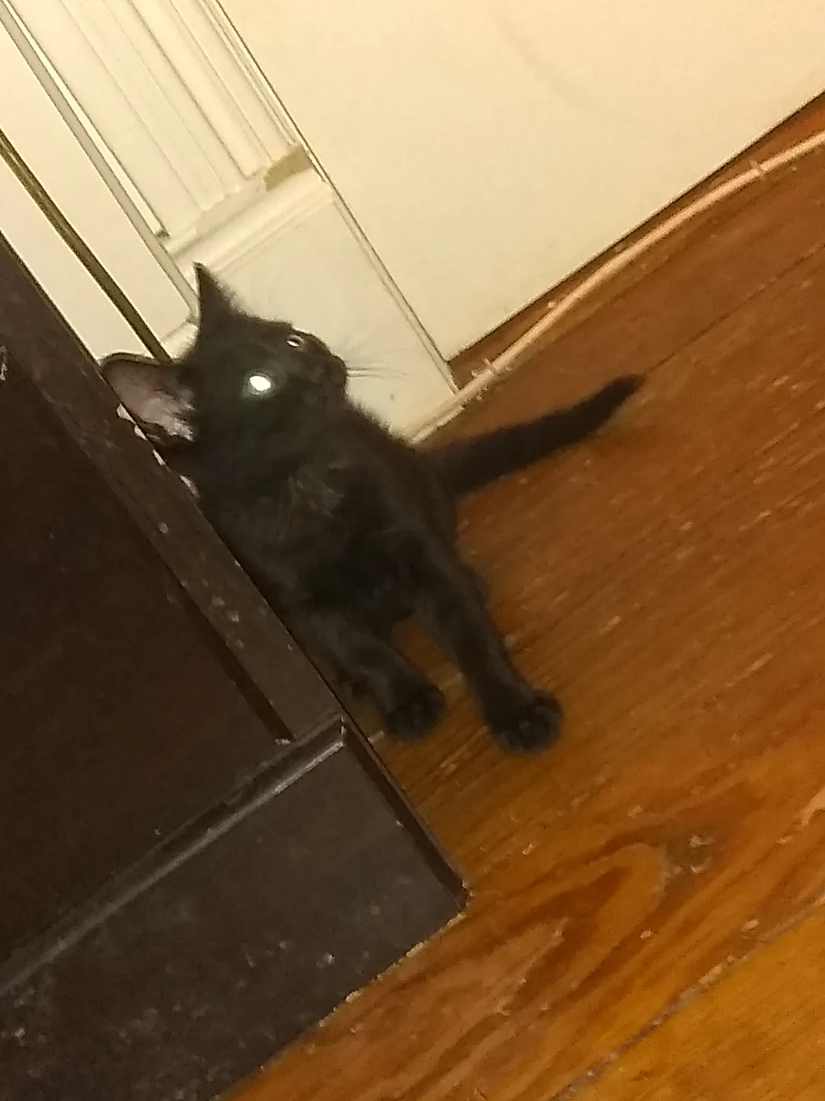 Lost cat in Allentown, PA, 18102