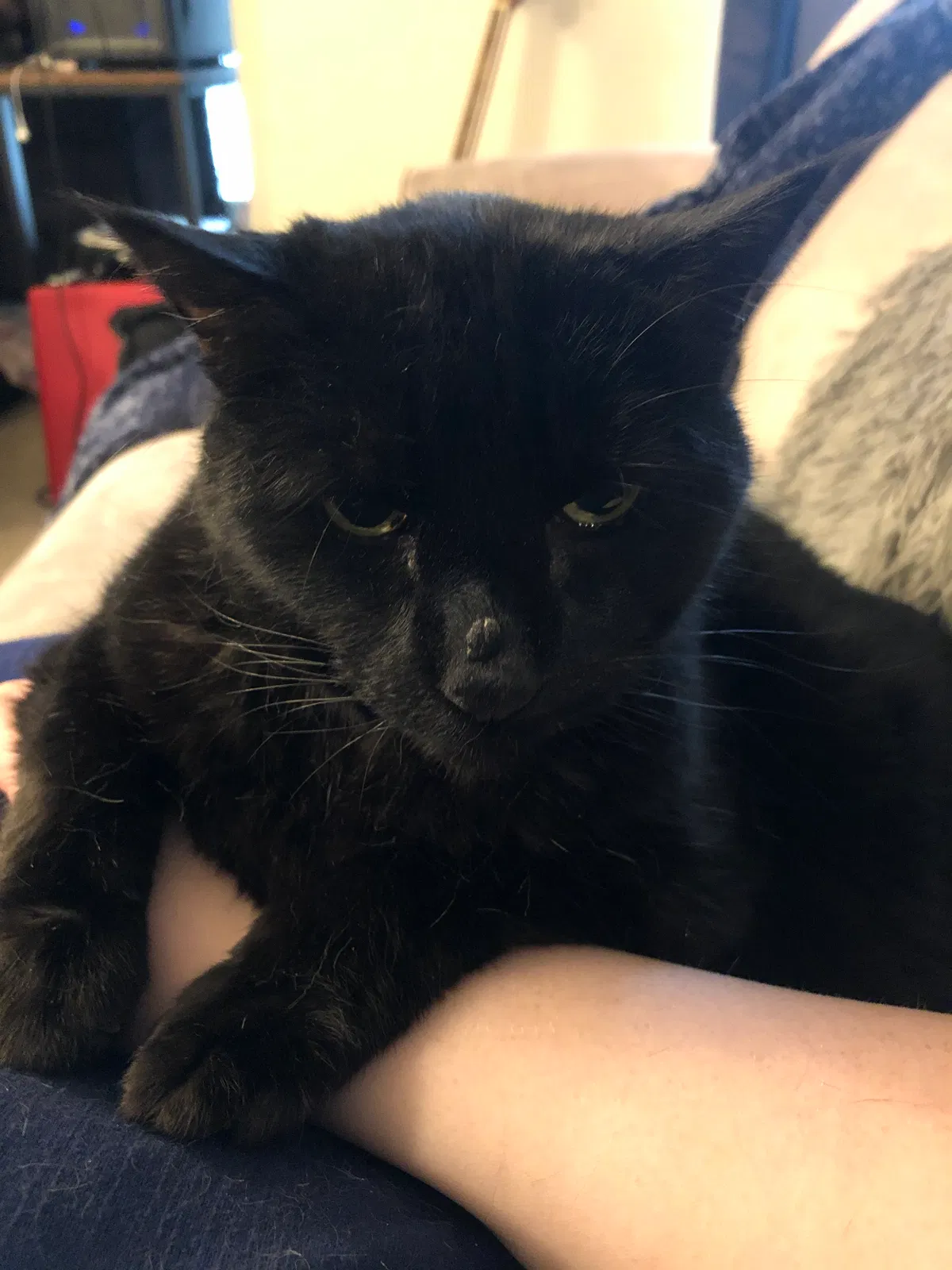 Lost cat in Broomfield, CO, 80023