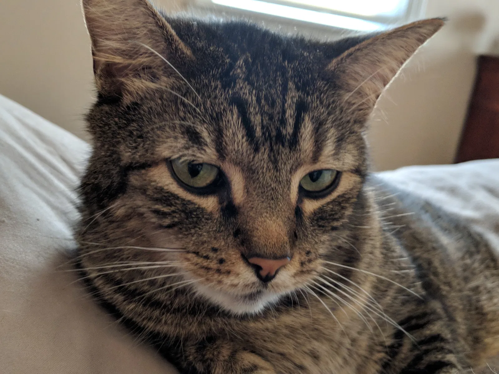 Lost cat in Pittsburgh, PA, 15205