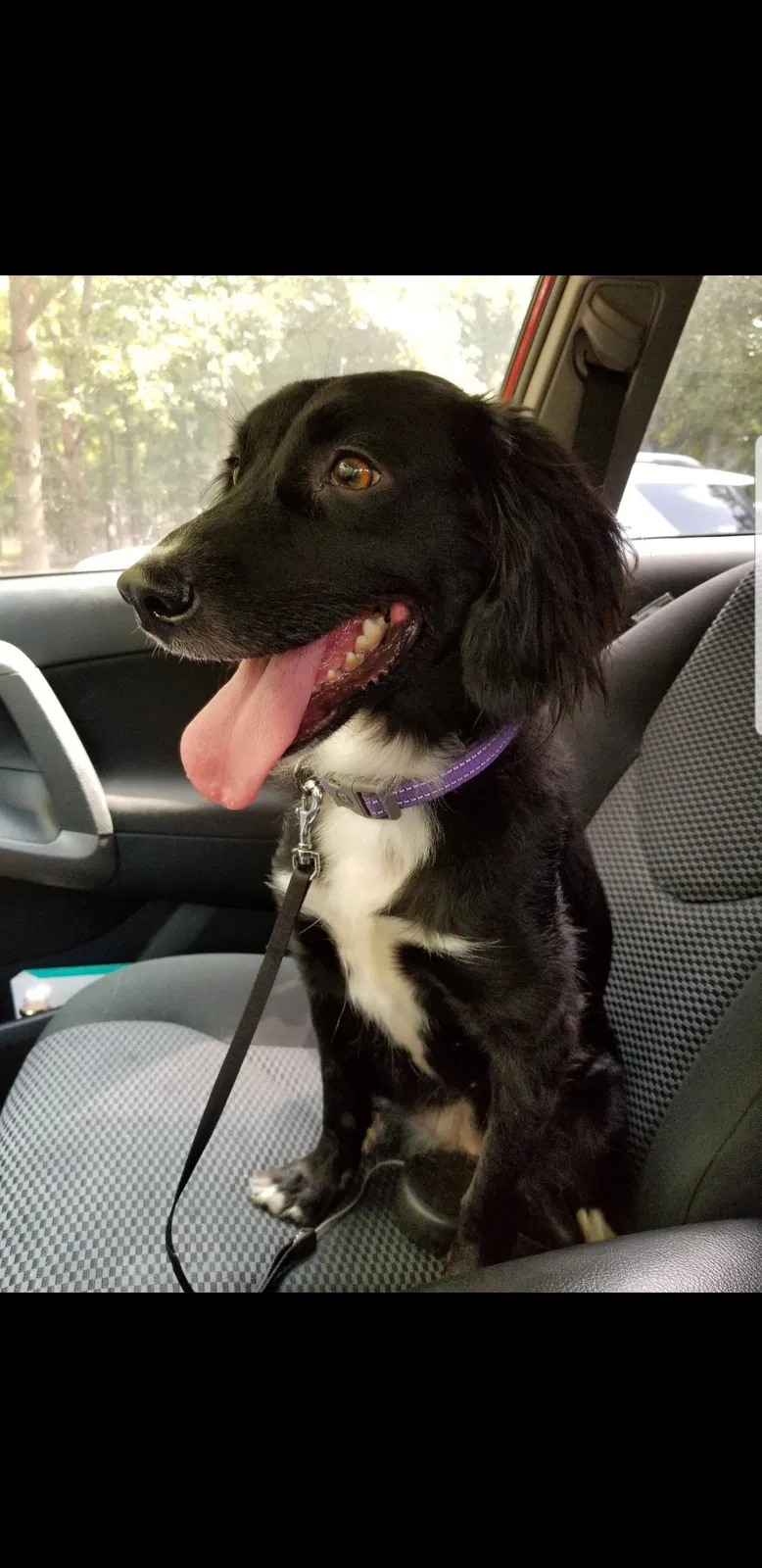 Lost dog in Casar, NC, 28020