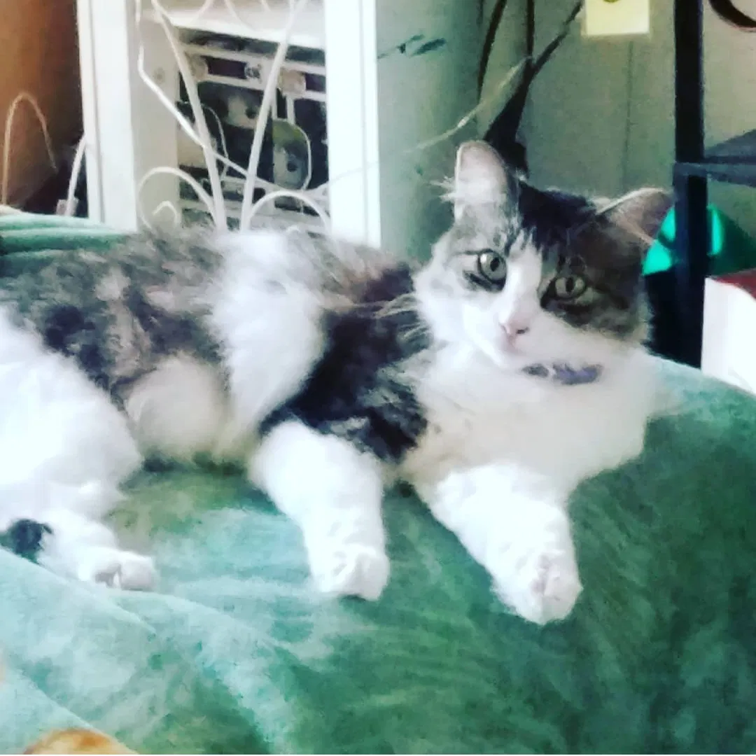 Lost cat in Salinas, CA, 93906