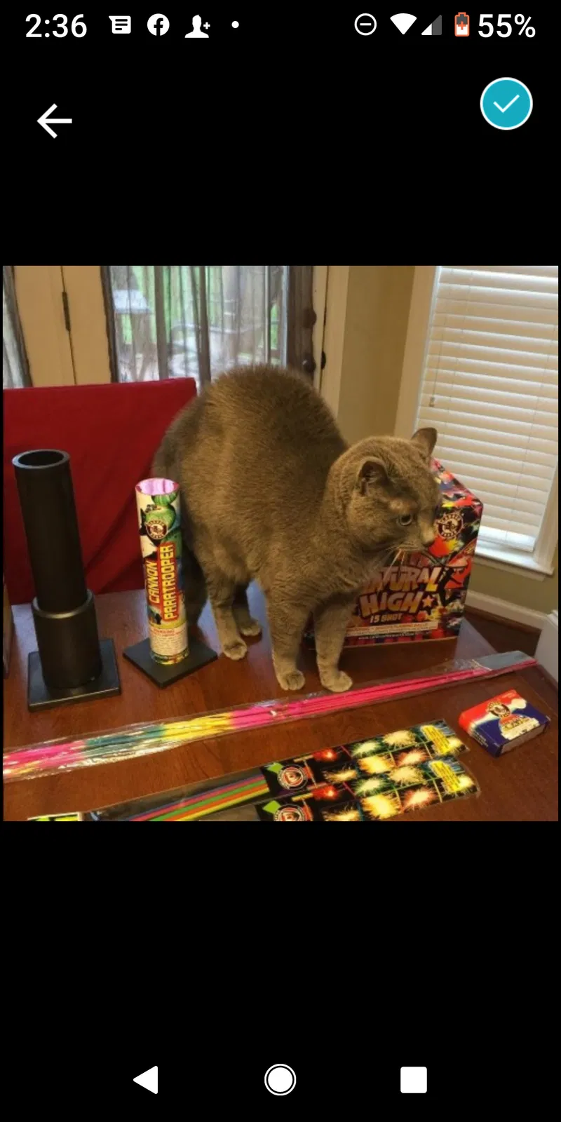 Lost cat in Hendersonville, TN, 37075