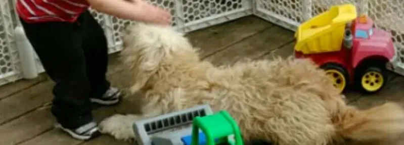Lost dog in Chickamauga, GA, 30707
