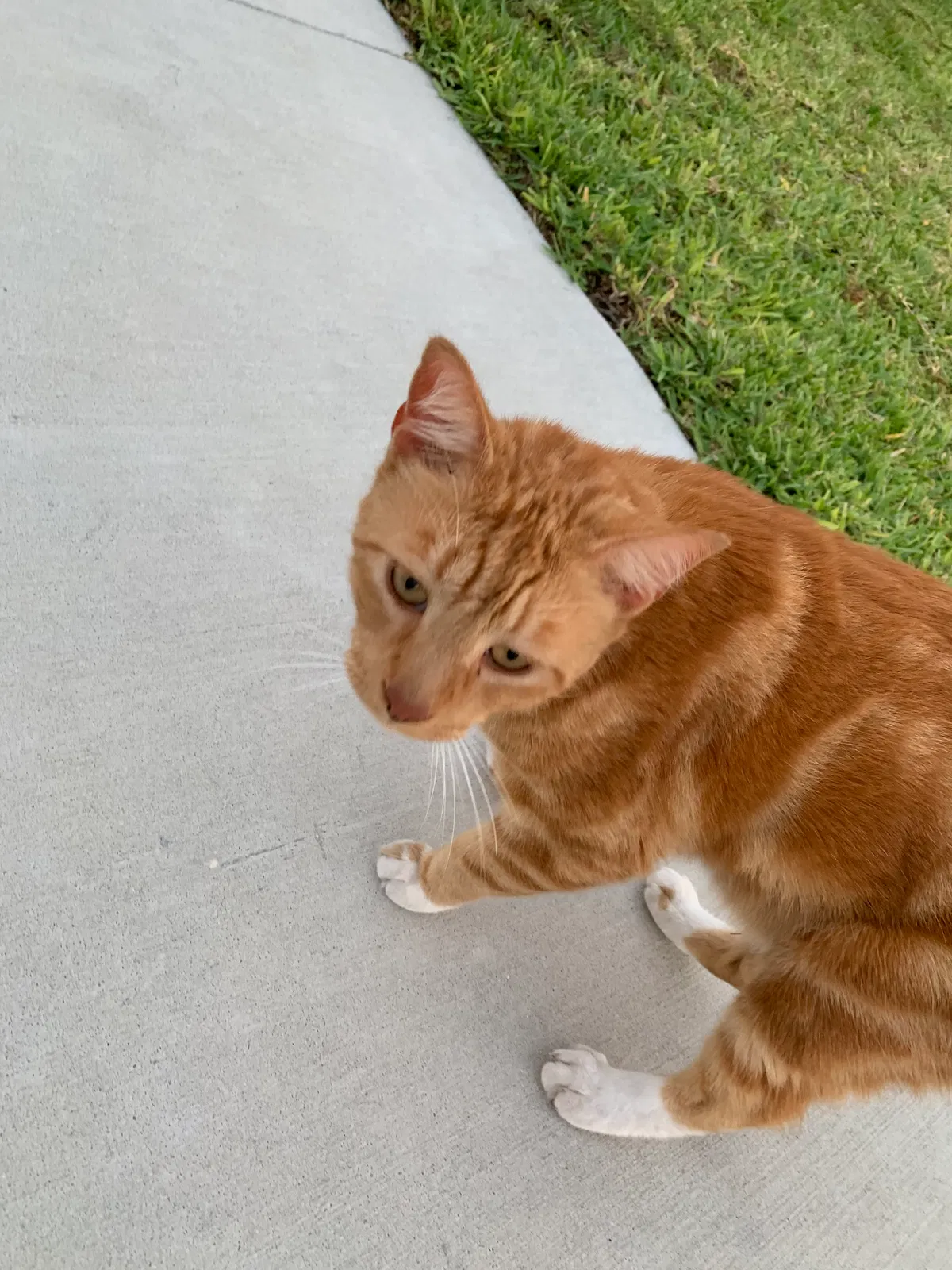 Lost cat in Davenport, FL, 33837