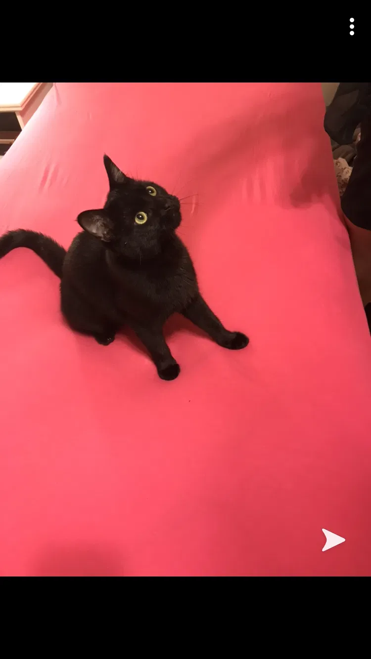 Lost cat in Pueblo, CO, 81007