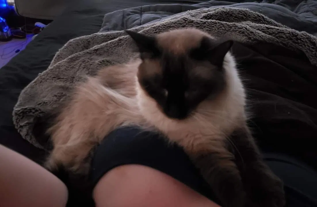 Lost cat in Tucson, AZ, 85747