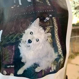 Lost dog in Colorado Springs, CO, 80910