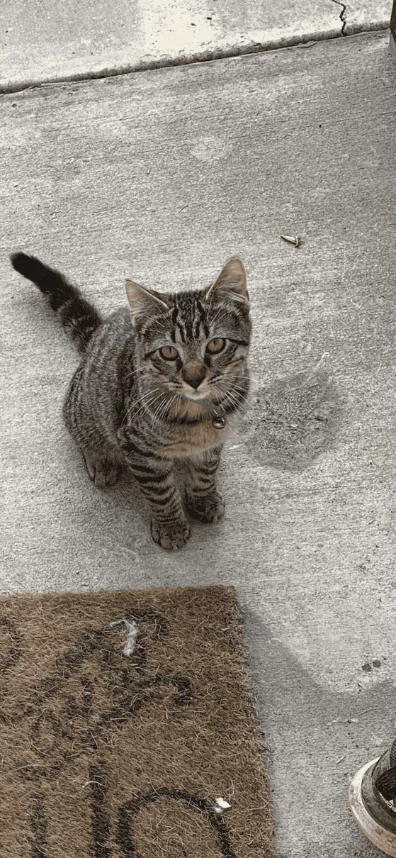 Lost cat in Monroe, LA, 71203