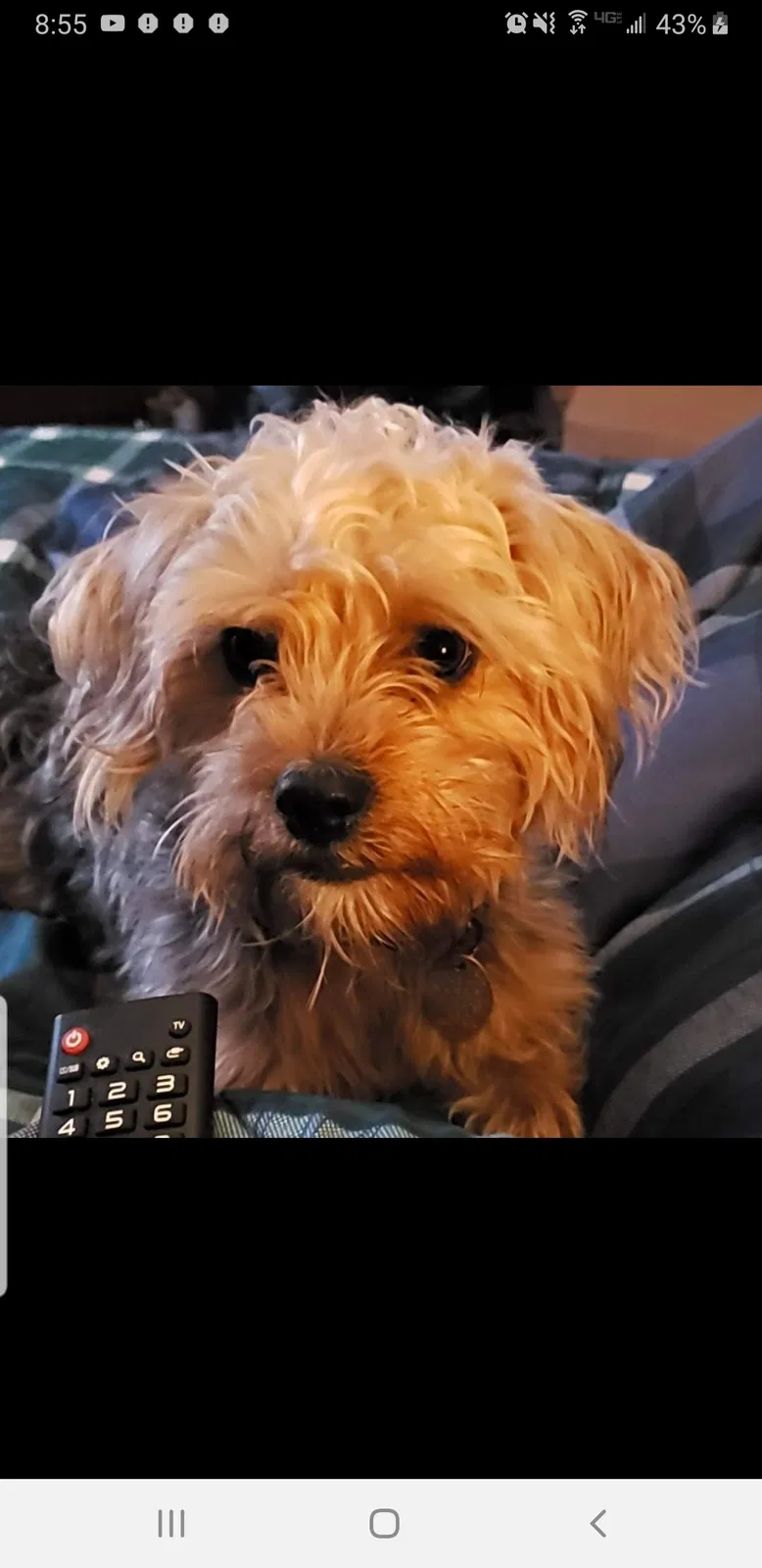 Lost dog in Anderson, SC, 29626