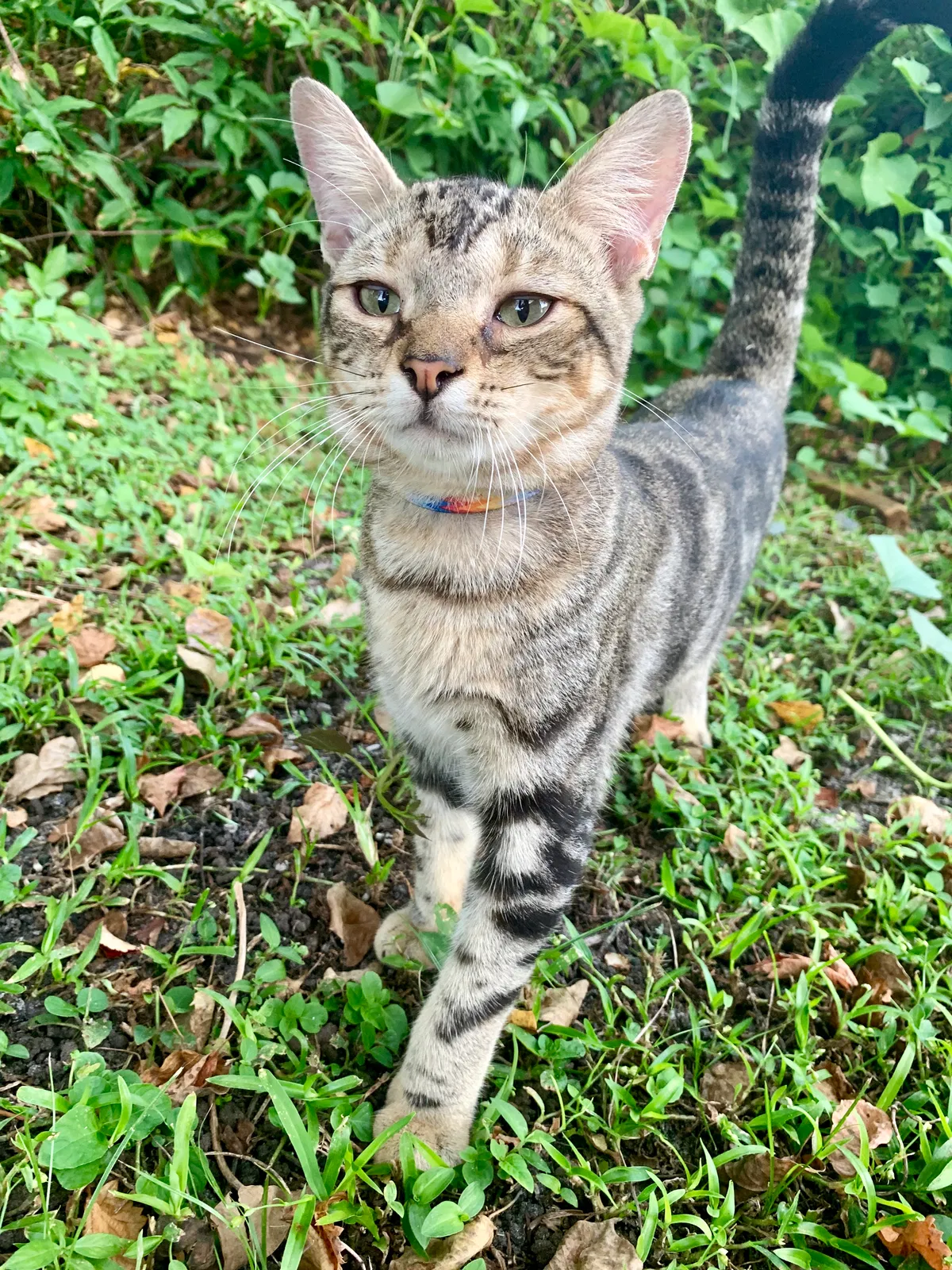 Lost cat in Clearwater, FL, 33763