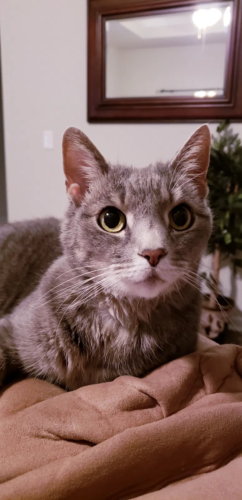 Lost cat in Foley, AL, 36535